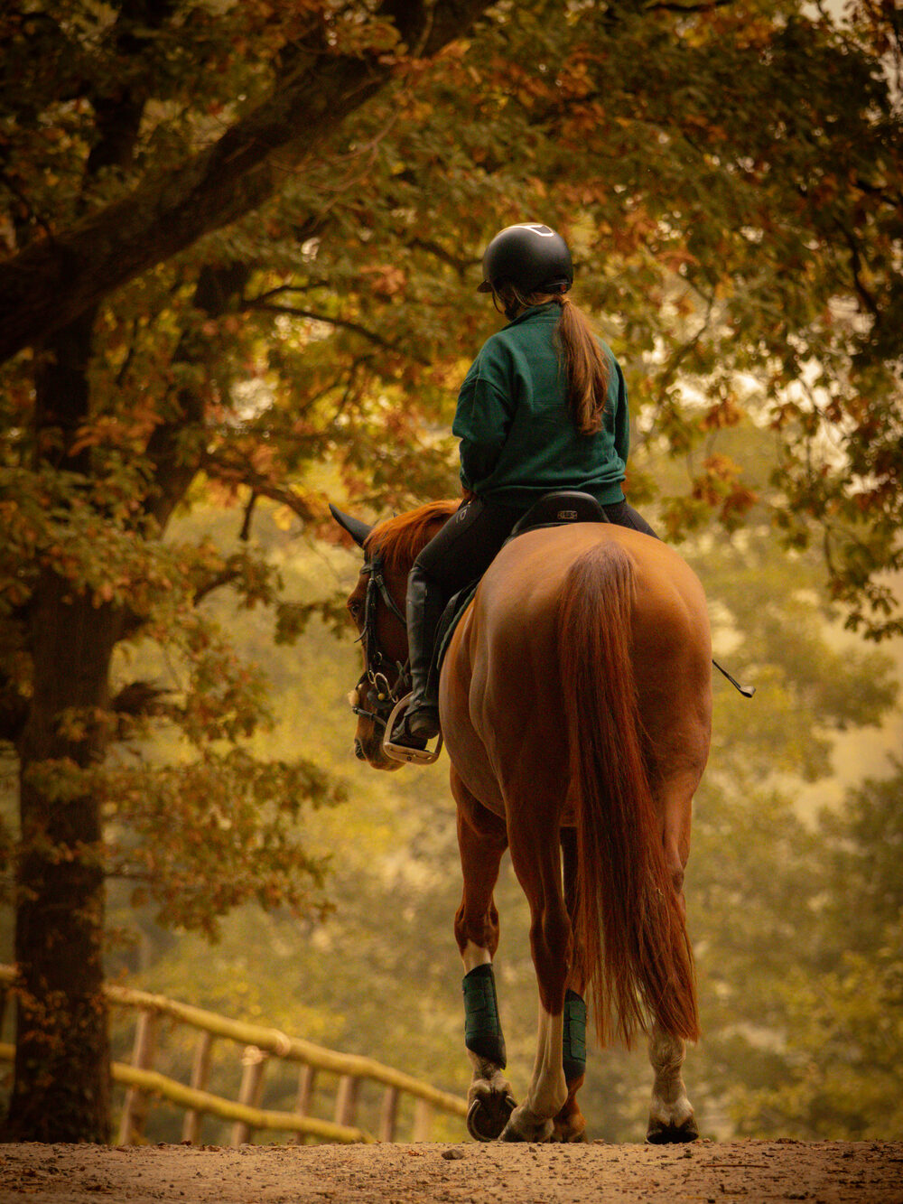 Equine and equestrian portrait of a horse and rider